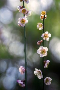 日本悬疑推理电影海报，冷色调，展现紧张的推理氛围，日本电影悬疑类型代表作
